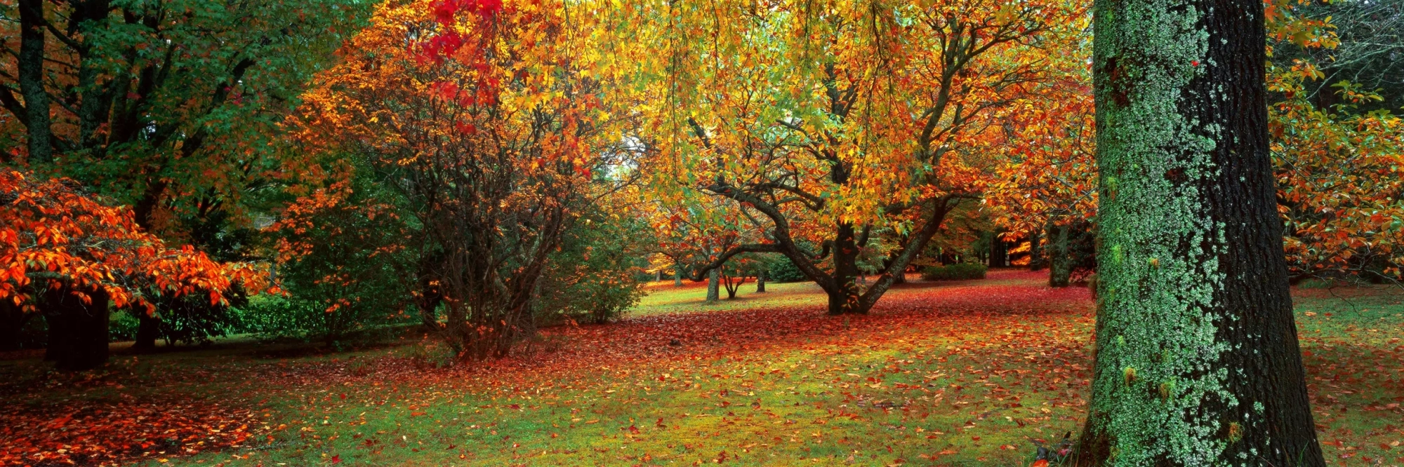 Autumn Botanica  Wall Art