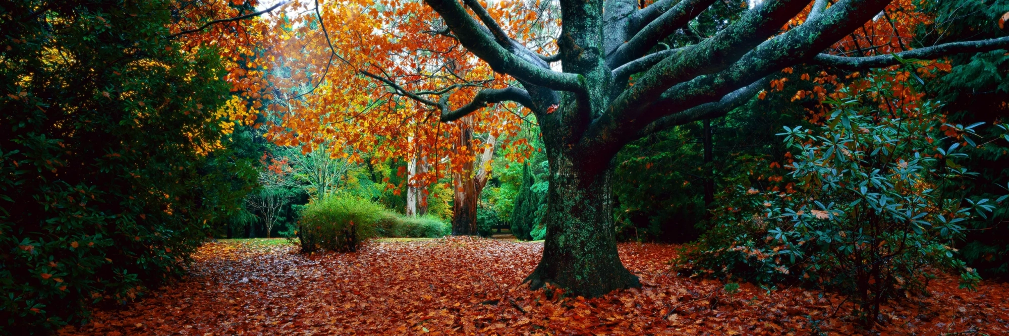 Autumn Garden  Wall Art