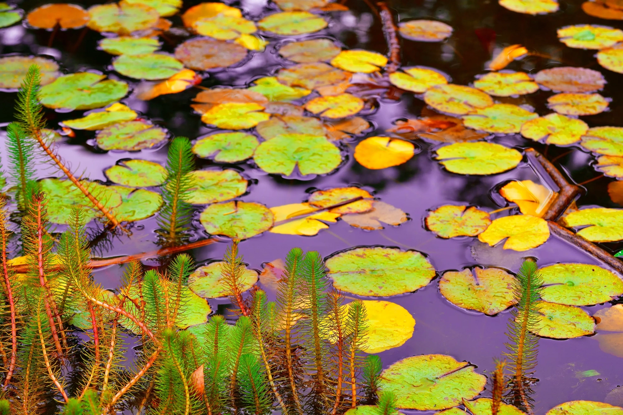 Autumn Reflections  Wall Art