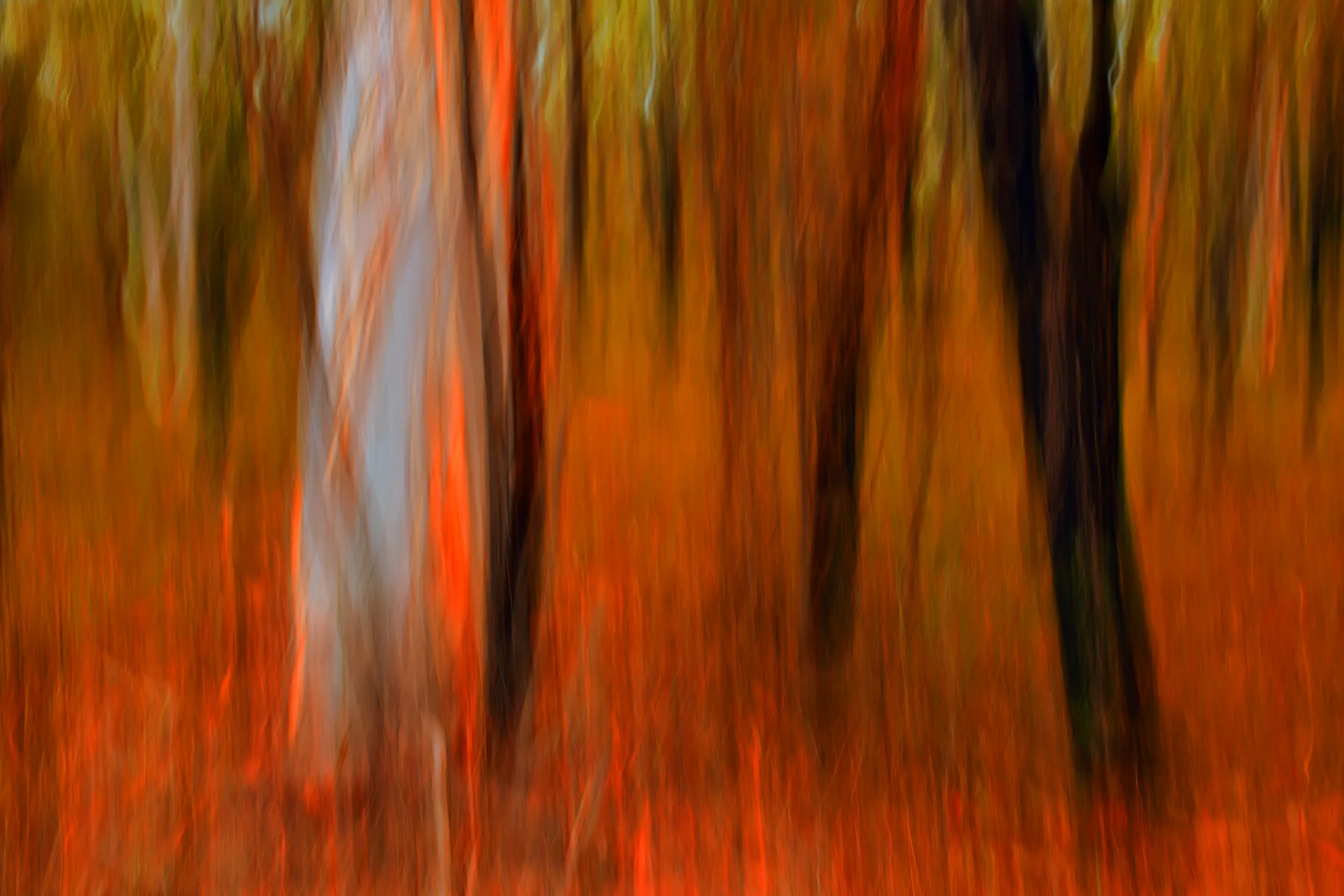 Burning Bush  Wall Art