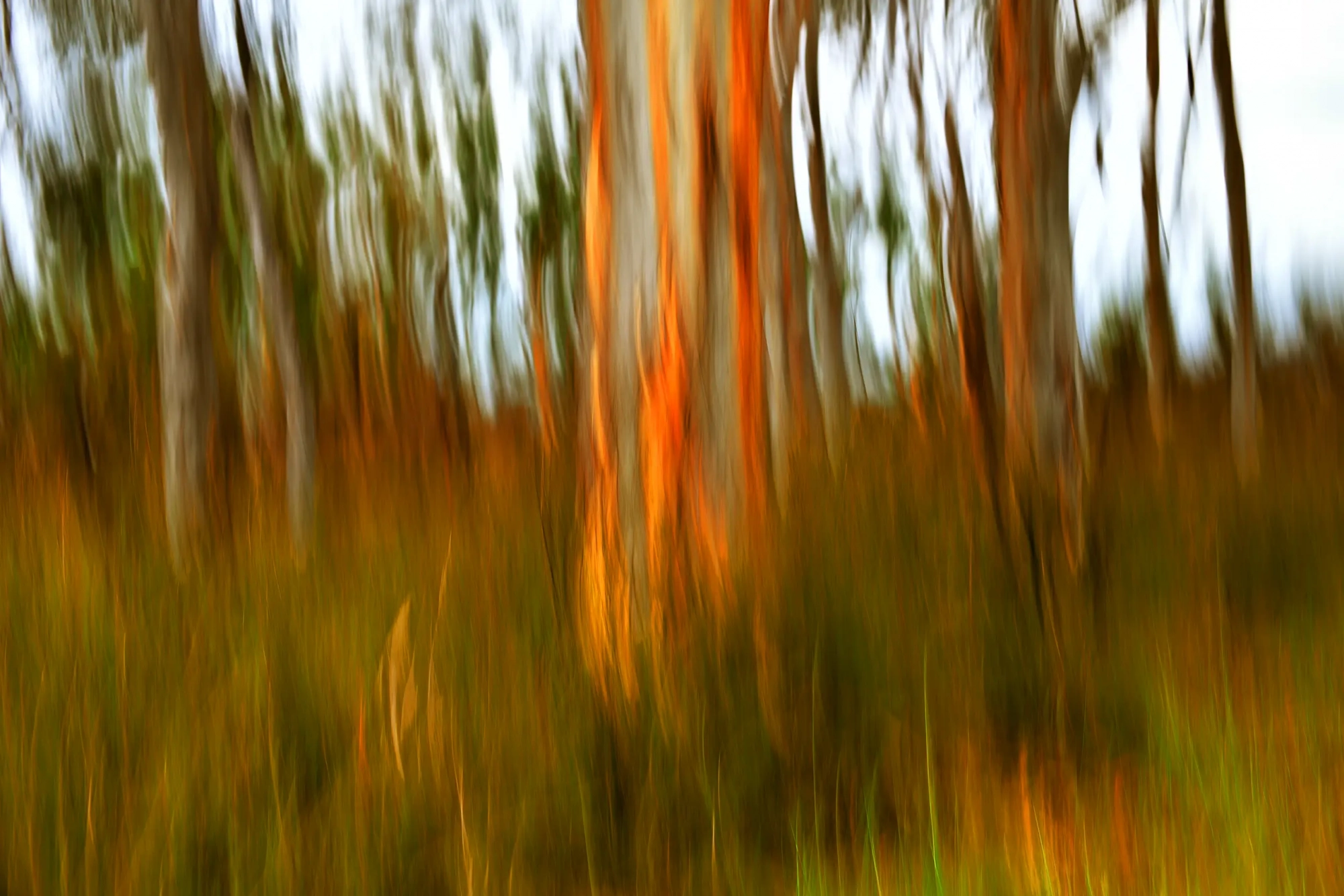 Bush Gem  Wall Art
