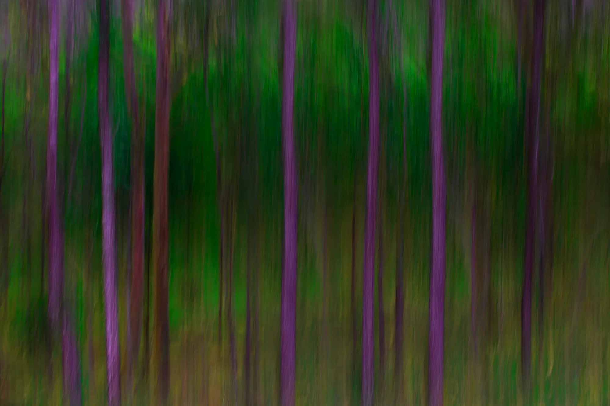 Bush Glow  Wall Art