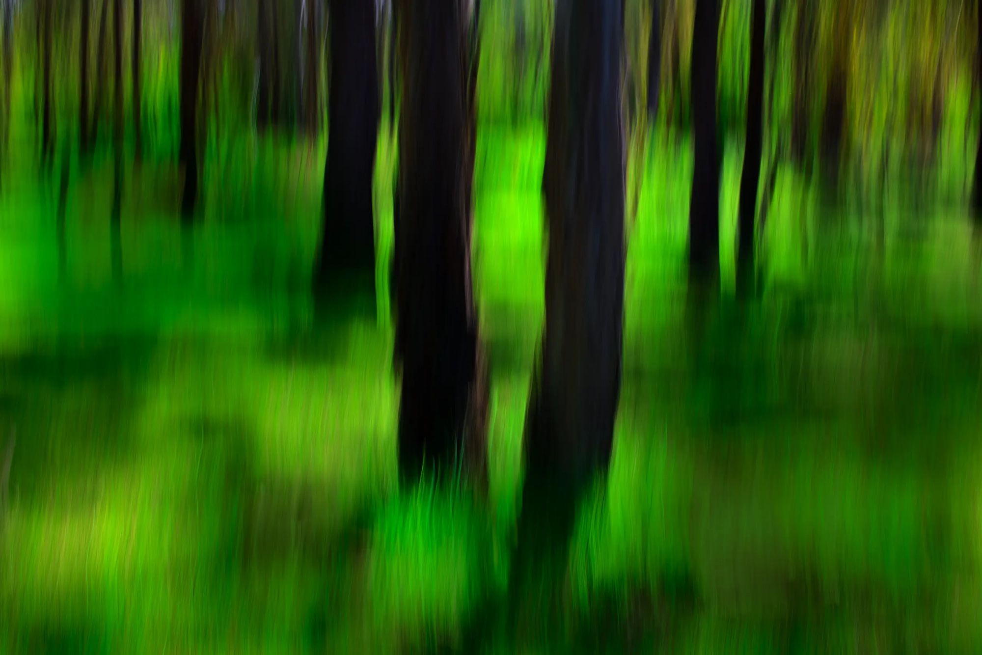 Forever Green  Wall Art