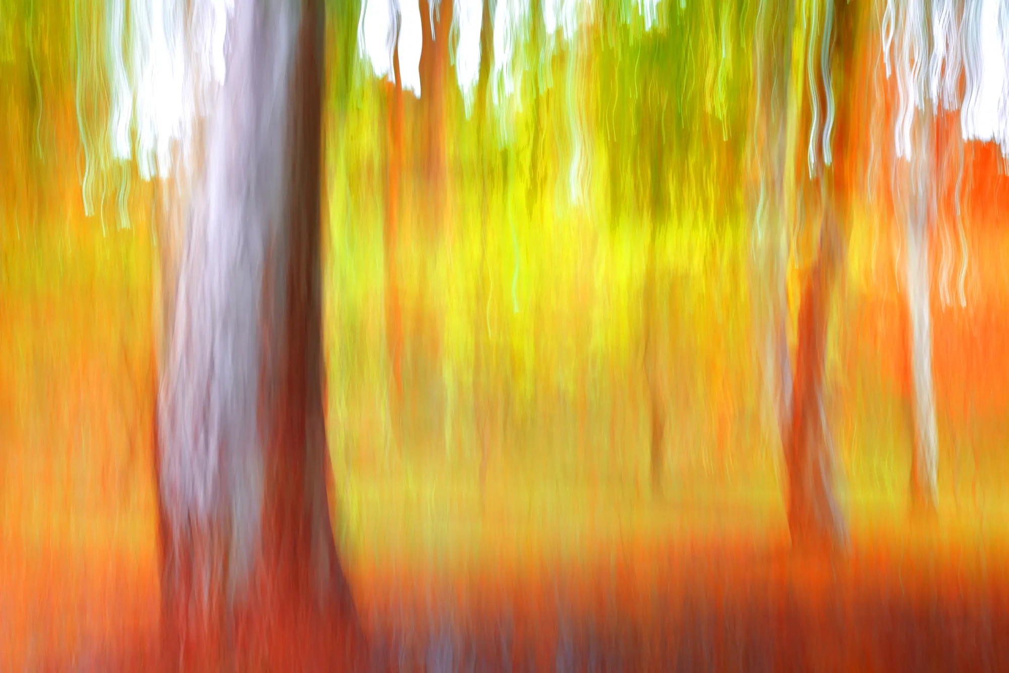 Golden Light  Wall Art