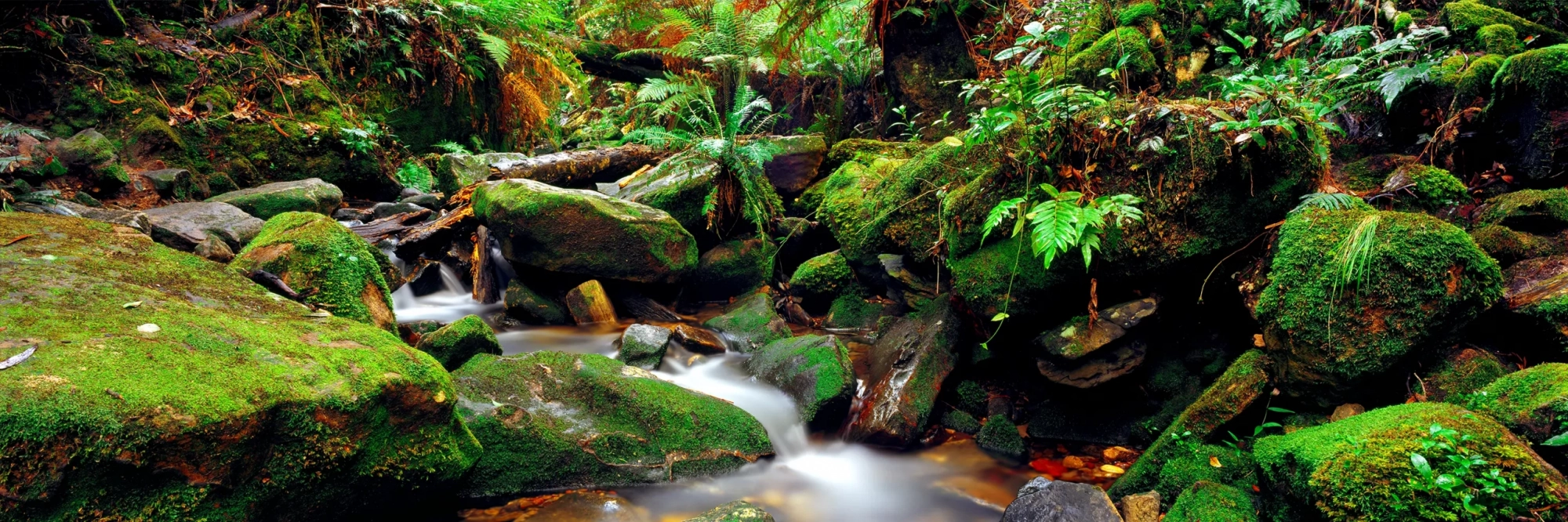 Living Forest  Wall Art