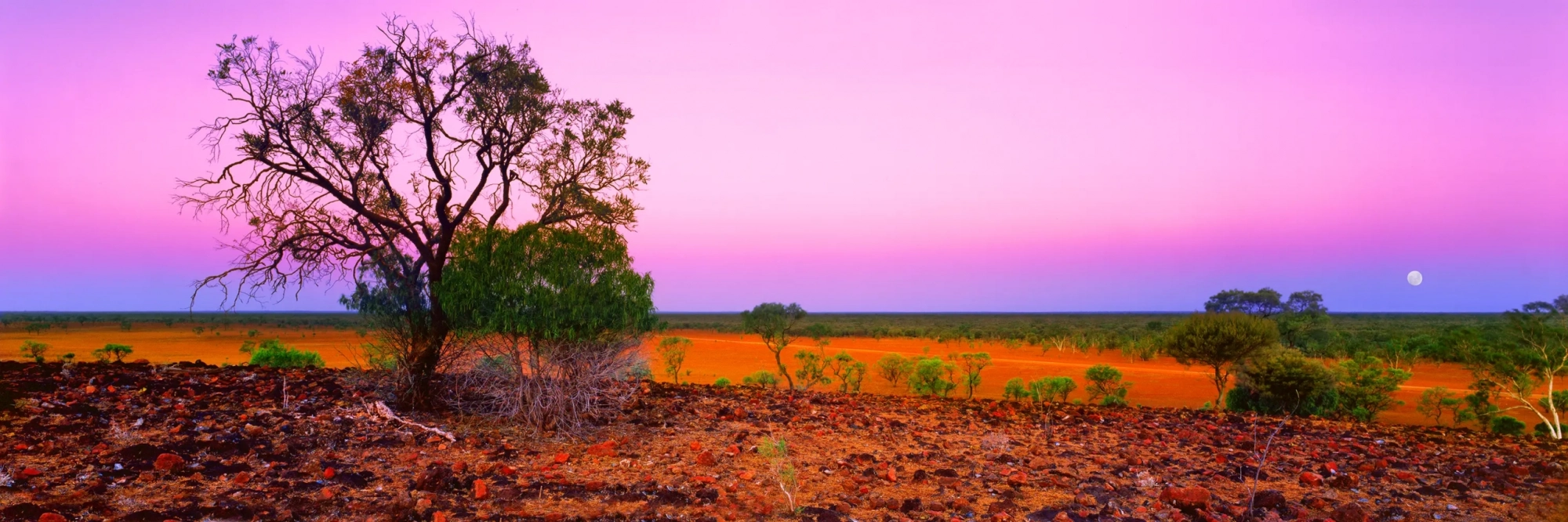 Mulga Dusk  Wall Art
