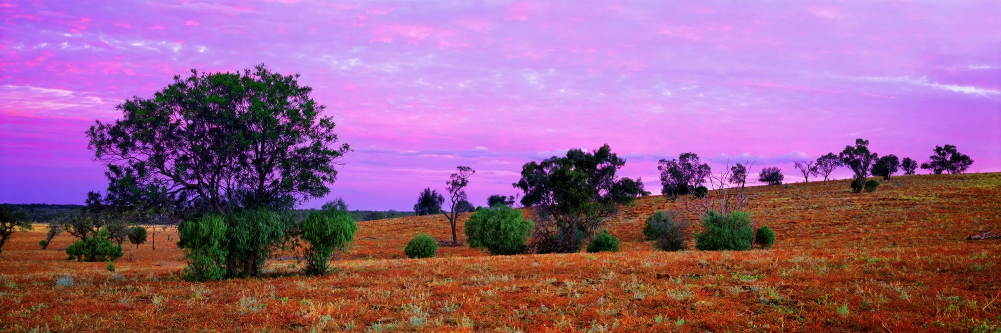 Mulga Scrub  Wall Art