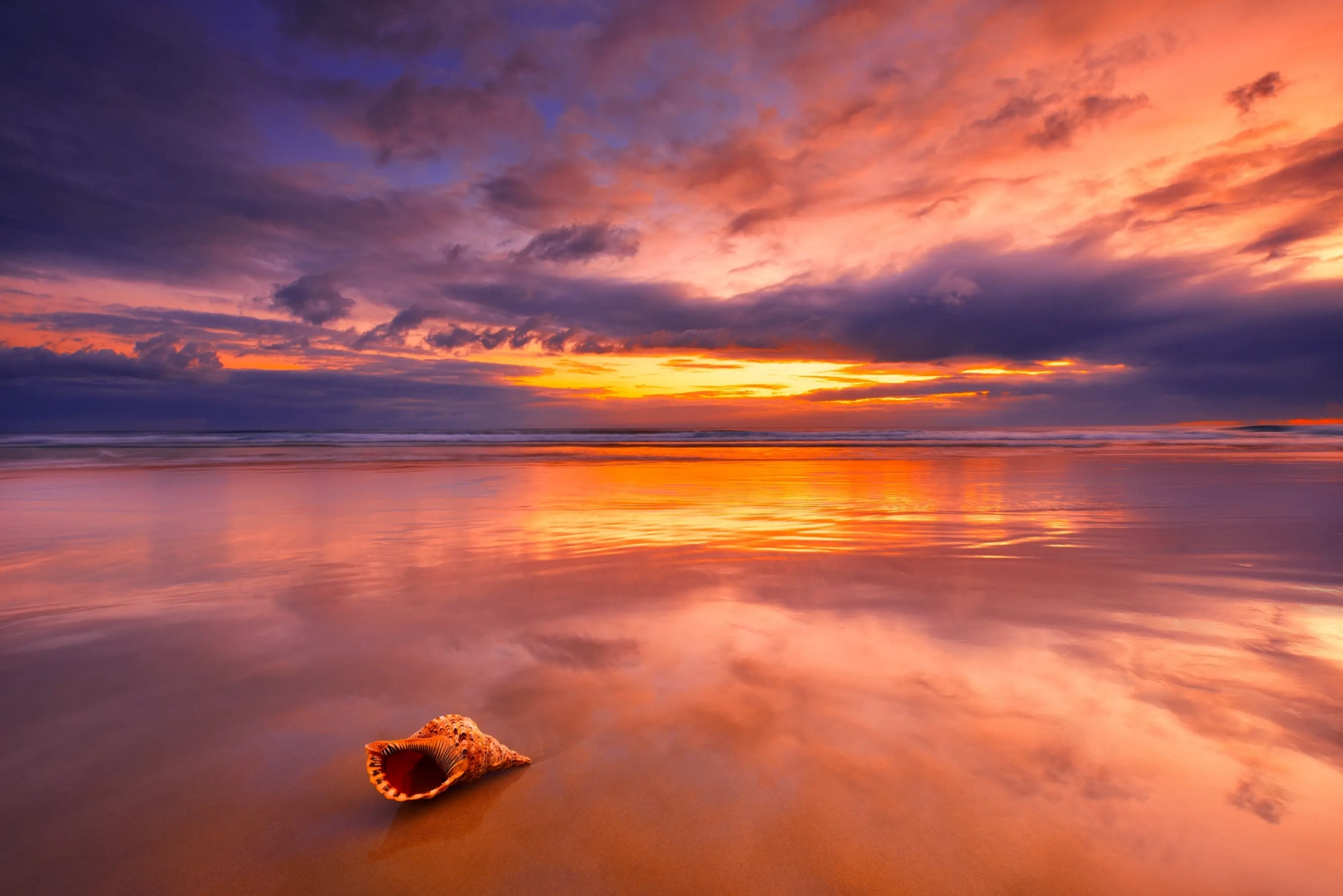 Shell Sunrise  Wall Art