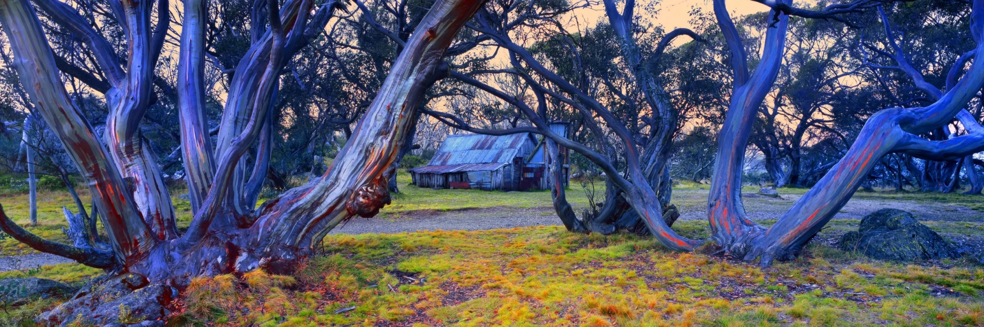 Snow Gums Wallace Hut  Wall Art