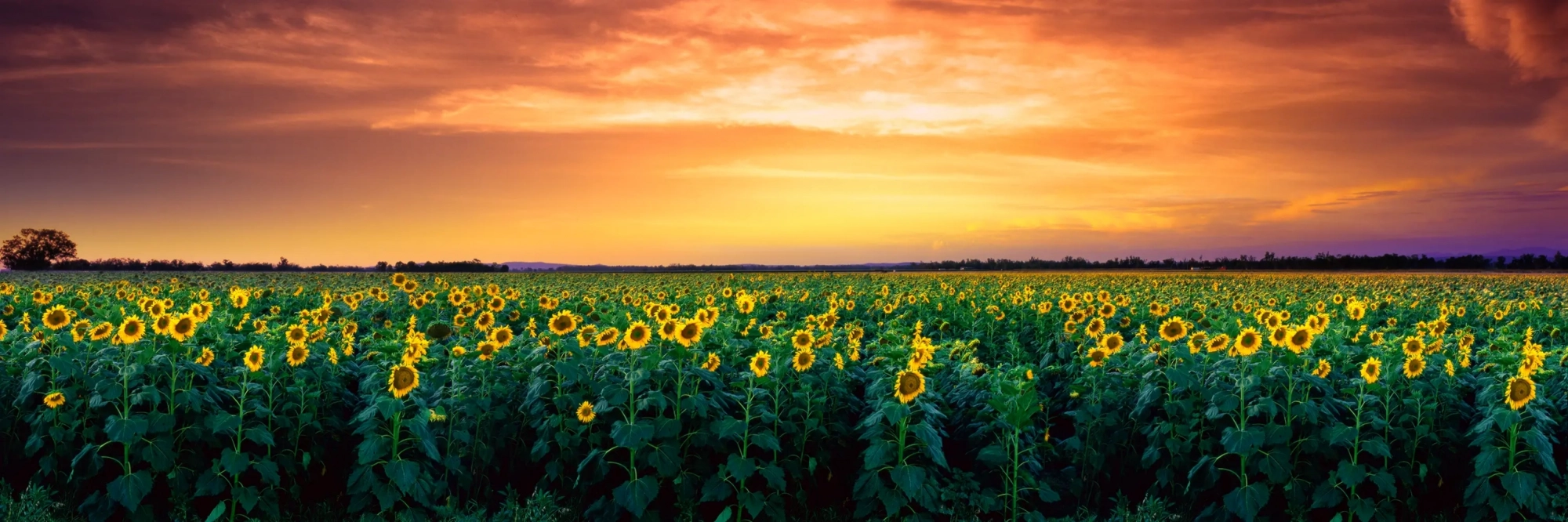 Sun Seeker  Wall Art