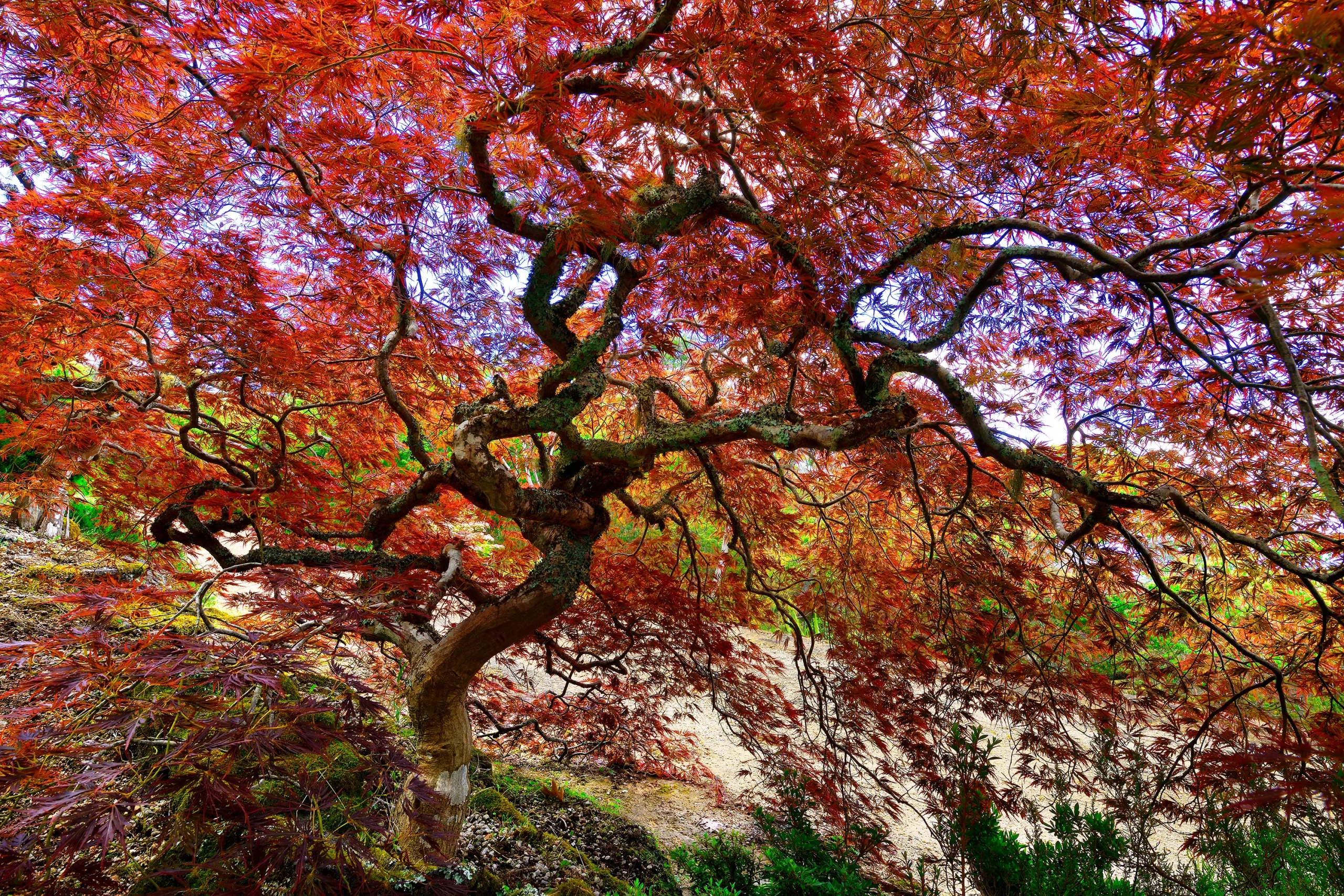 TREE OF LIFE 381A