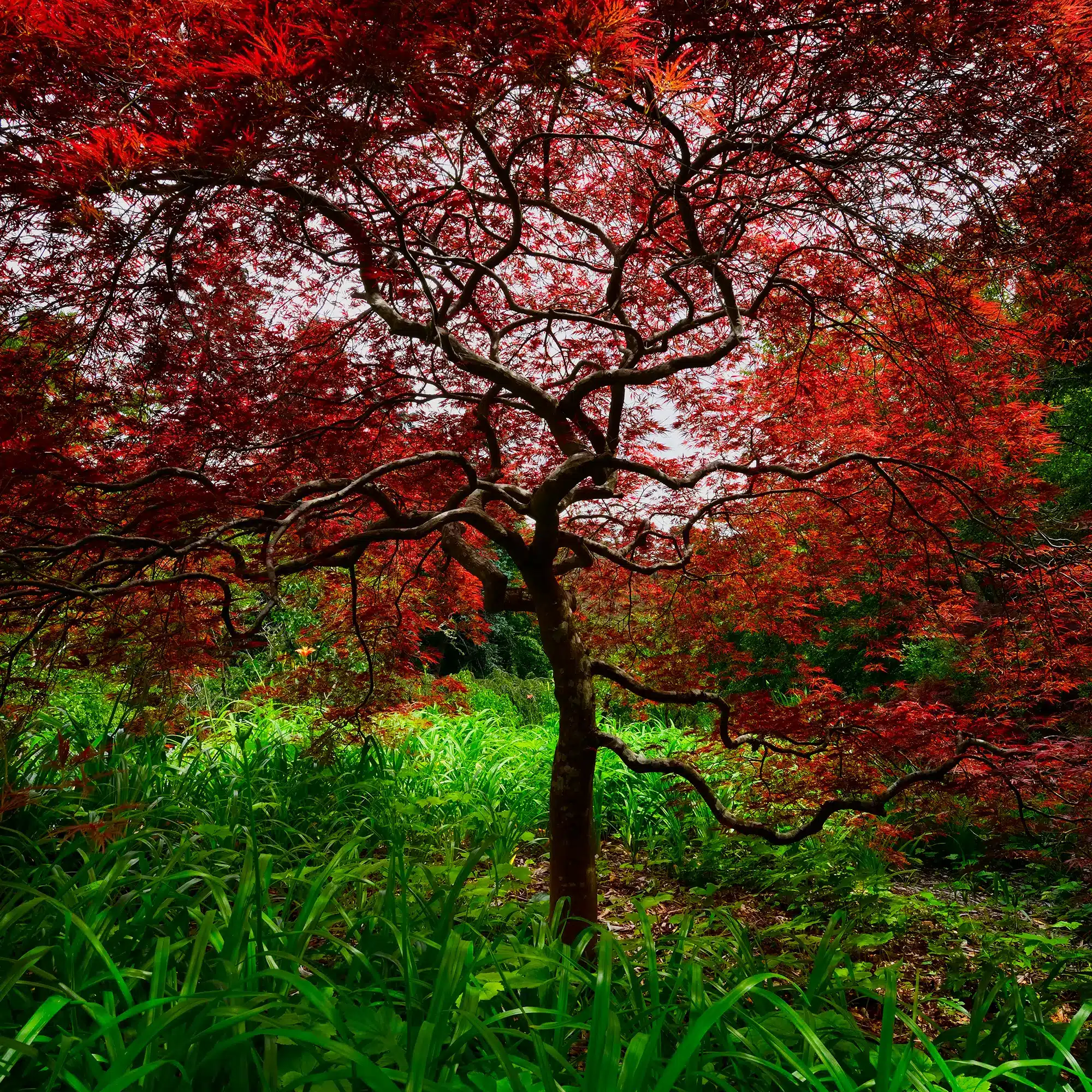 RED DRAGON