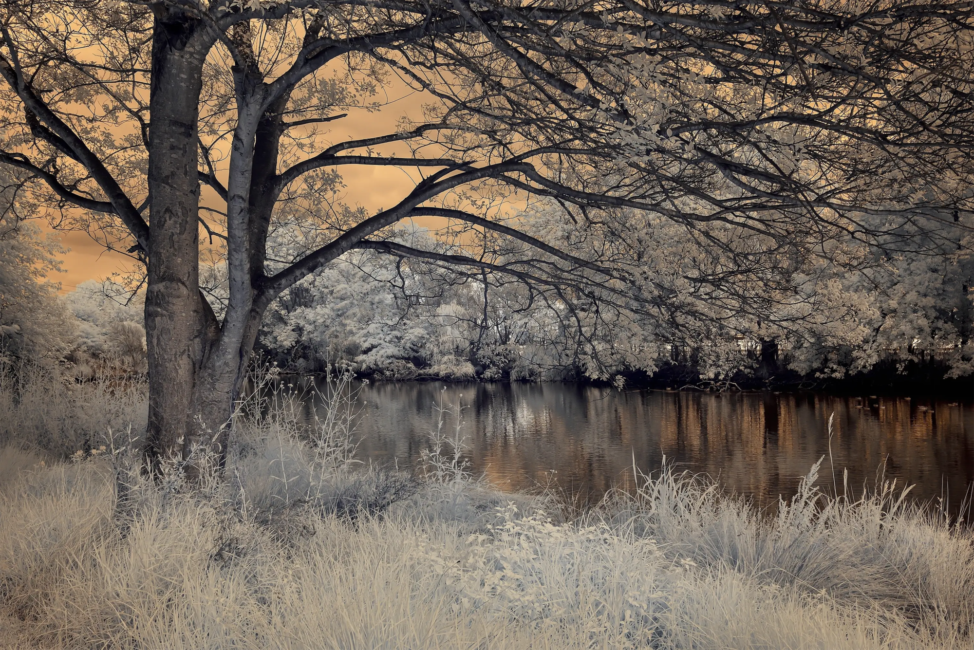 Winters Day IR 720 NM  Wall Art