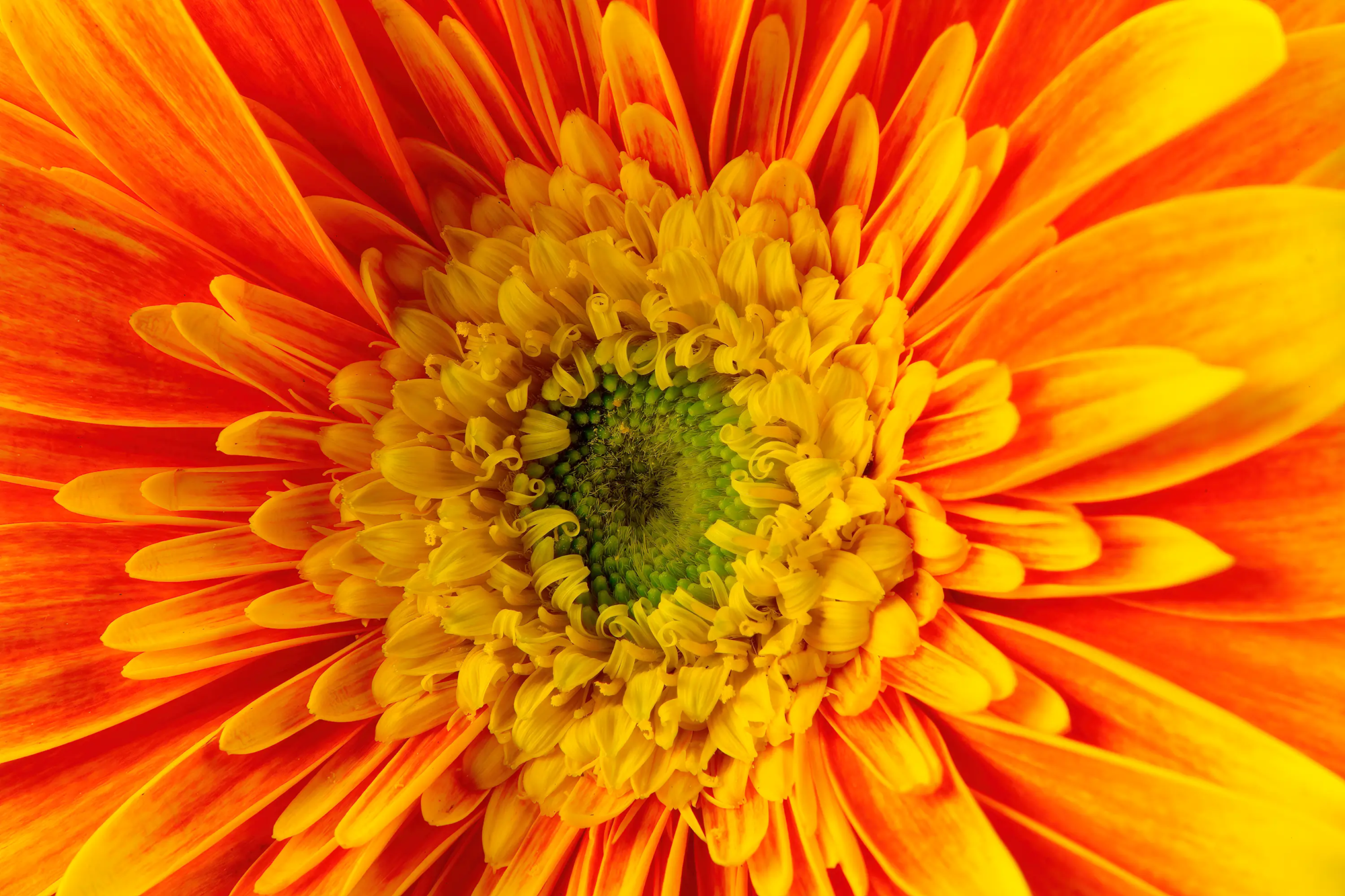 Chrysanthemum Wall Art