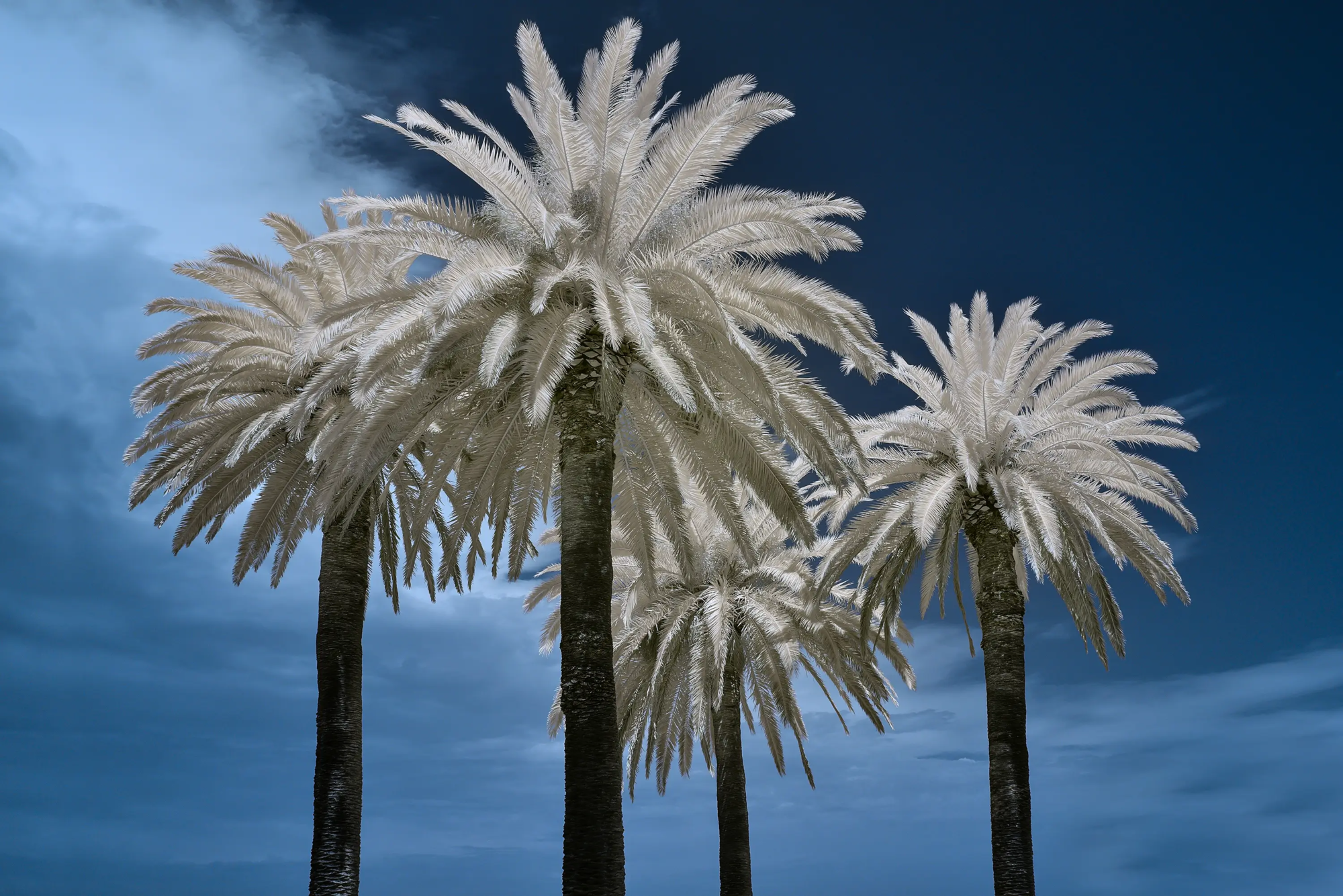 Palms IR 720 NM  Wall Art