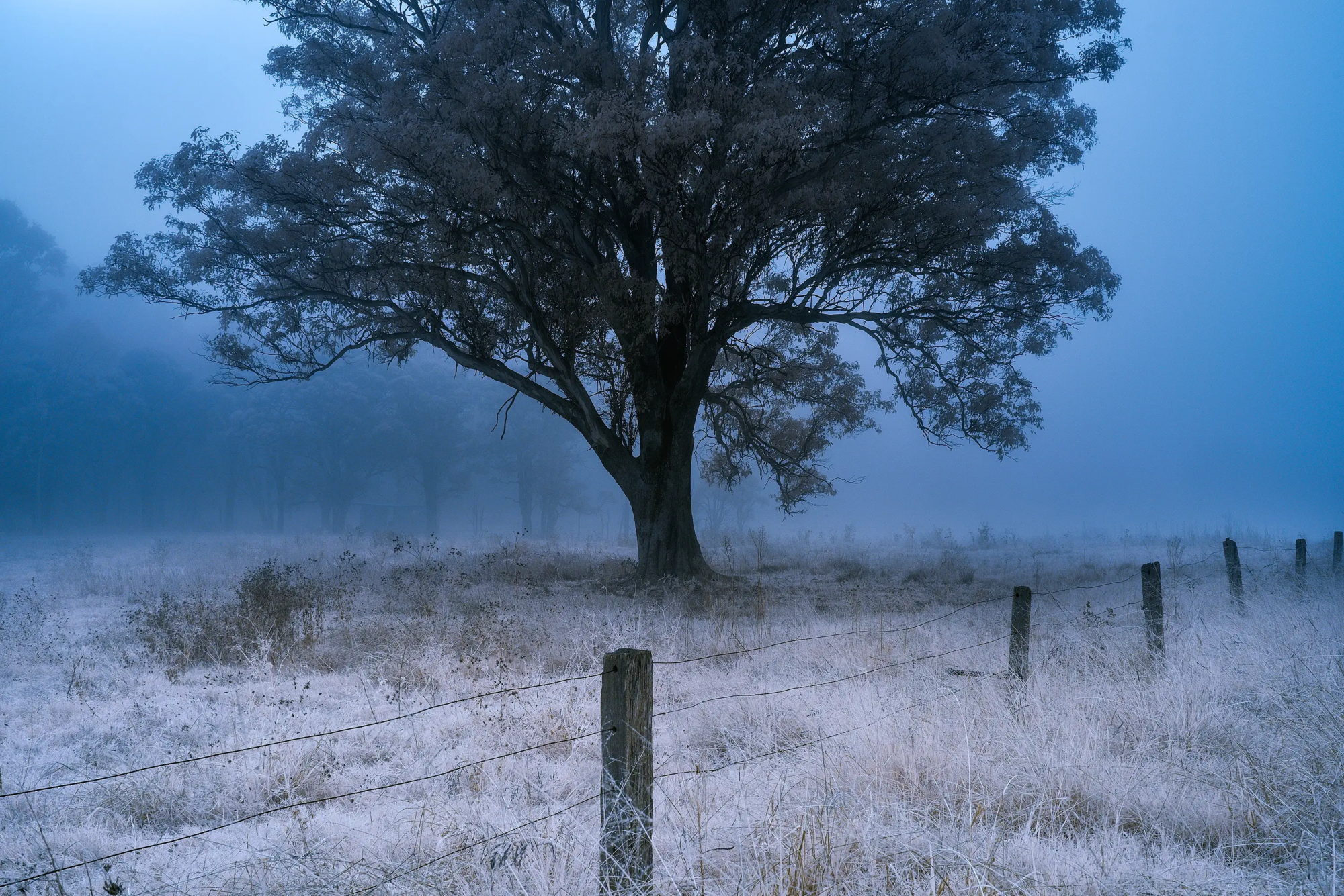 Fog Hollow Wall Art