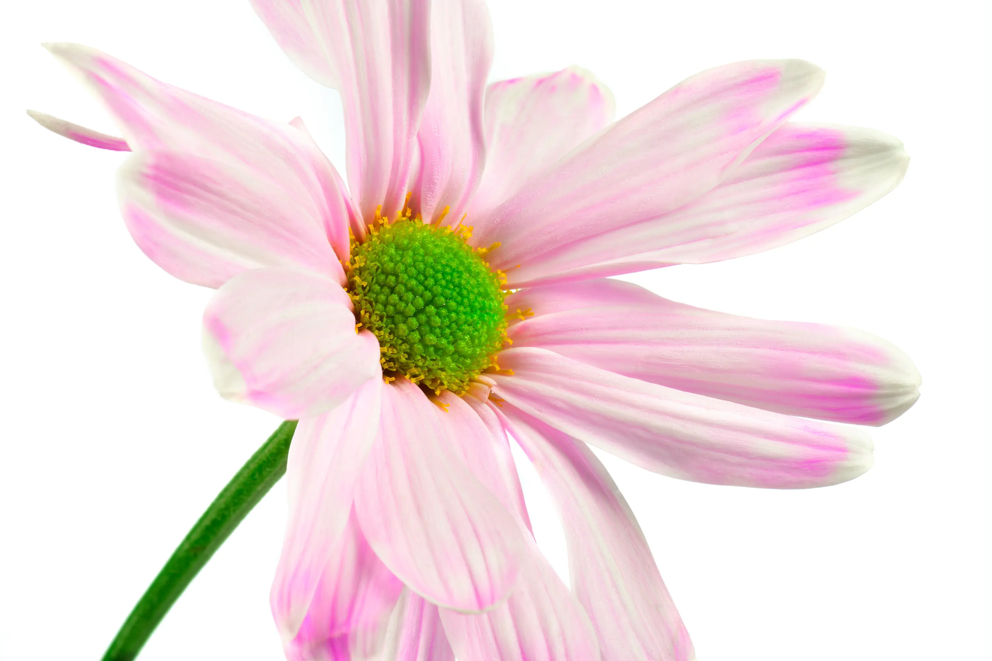 Fine Art Macro  Wall Art
