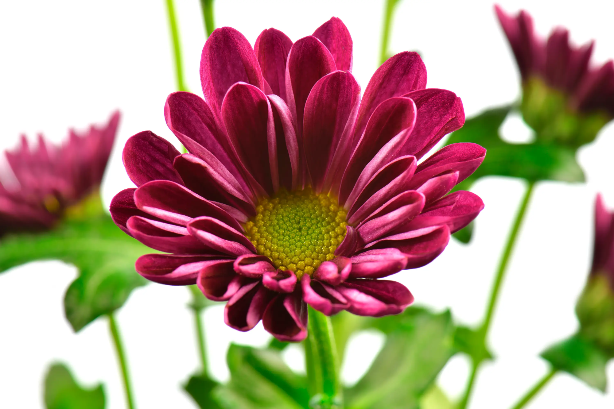 Flower Wall Art  Wall Art